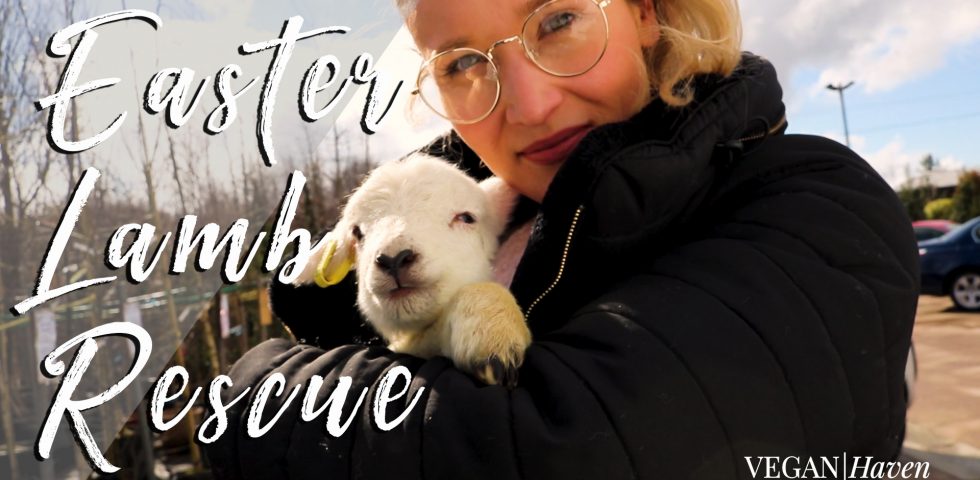 Easter Lamb Rescue